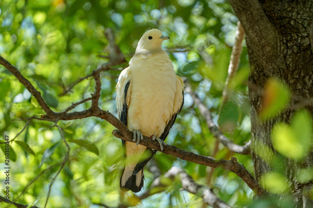 Fototapeta premium Close up of a bird standing on a branch
