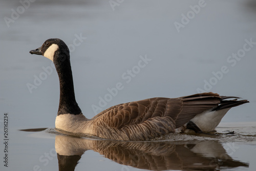 canadian goose in the water