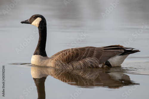 canada goose on water