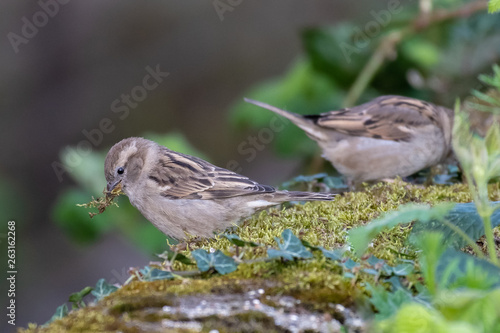 House Sparrow (Passer domesticus) female collecting moss