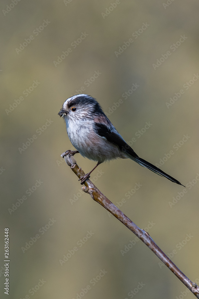 Long-tailed tit (Aegithalos caudatus) with food in bill Long-tailed tit (Aegithalos caudatus) with food in bill