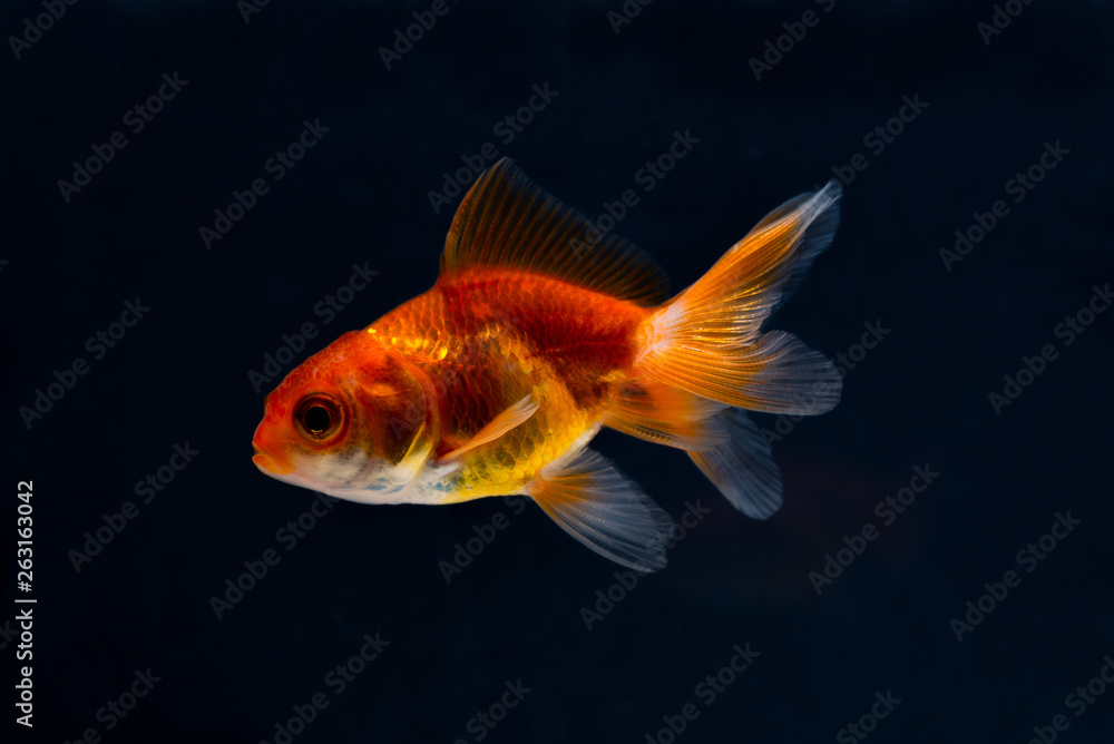 Gold fish or goldfish floating swimming underwater in fresh aquarium tank. Gold fish or goldfish floating swimming underwater in fresh aquarium tank.