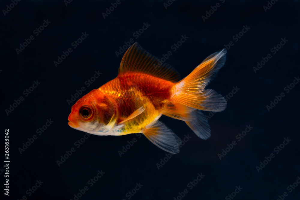 Gold fish or goldfish floating swimming underwater in fresh aquarium tank.