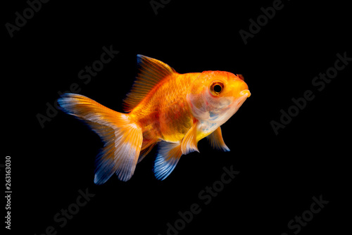 Gold fish or goldfish isolated on black background.
