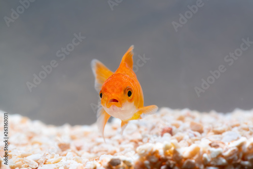 Photography Gold fish or goldfish floating swimming underwater in fresh aquarium tank