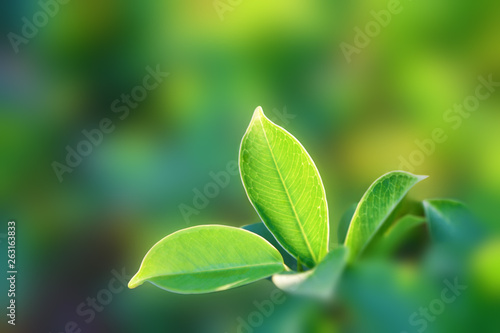 Green leaves in the garden under morning sunlight. Green leaves texture on blurred background. Nature, fresh, greenery and ecology background and wallpaper.