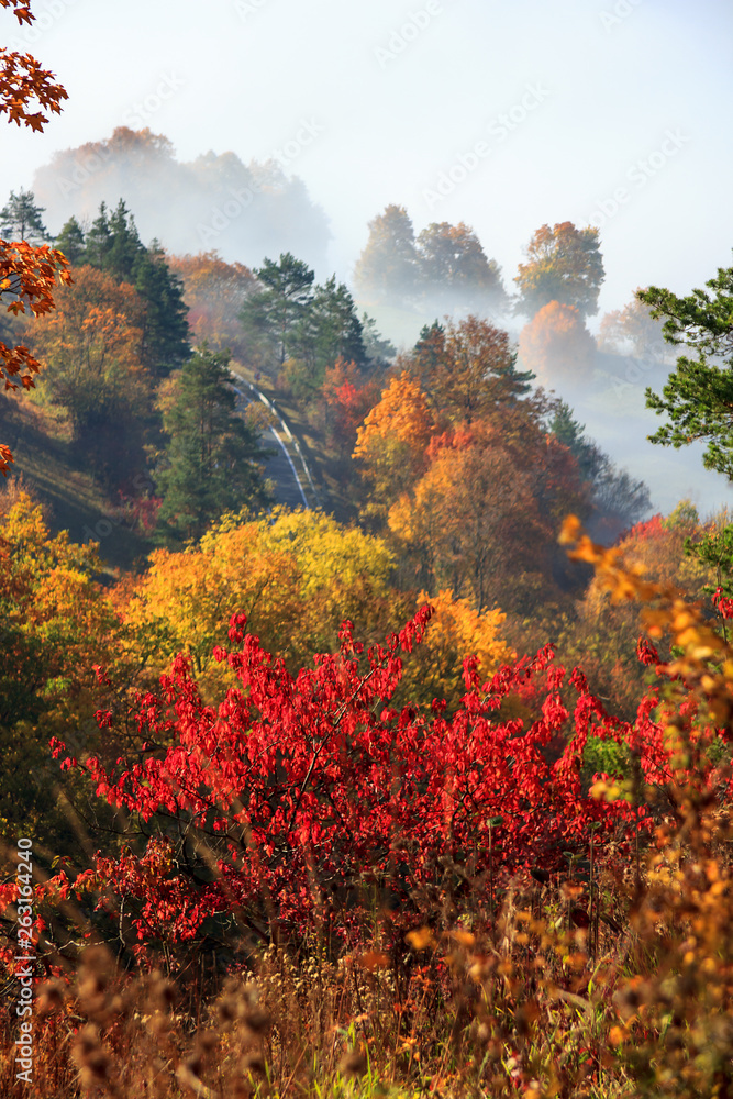 Bunter Herbstwald und Nebel im Tal