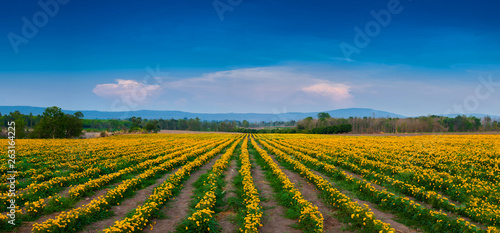  Panoramas, marigold fields in the countryside during the summer That the villagers planted for sale