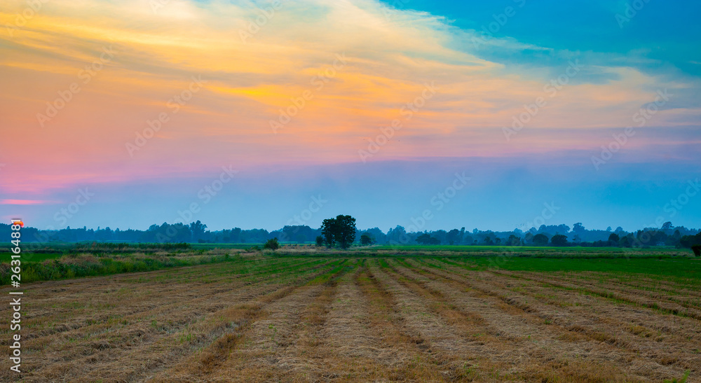 Landscape of rice fields harvested in the countryside in the evening when the sun is falling.