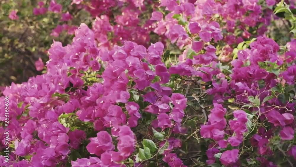 Pink Tropical Paper Flower (Bougainvillea) Blowing by Wind in Summer. Slow Motion Shot Pink Tropical Paper Flower (Bougainvillea) Blowing by Wind in Summer. Slow Motion Shot