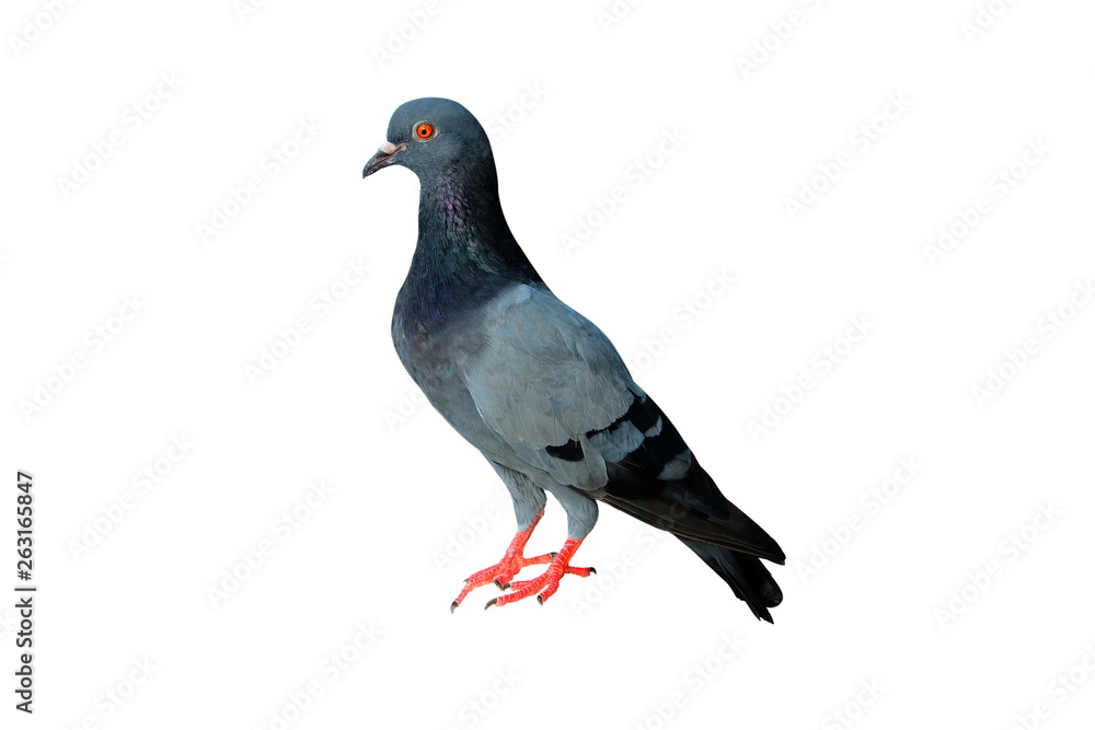 Pigeon Isolated on White Background. Pigeon Isolated on White Background.