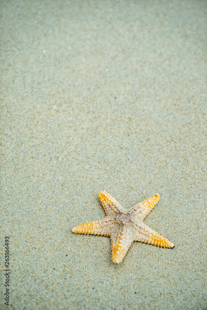 Starfish at the beach