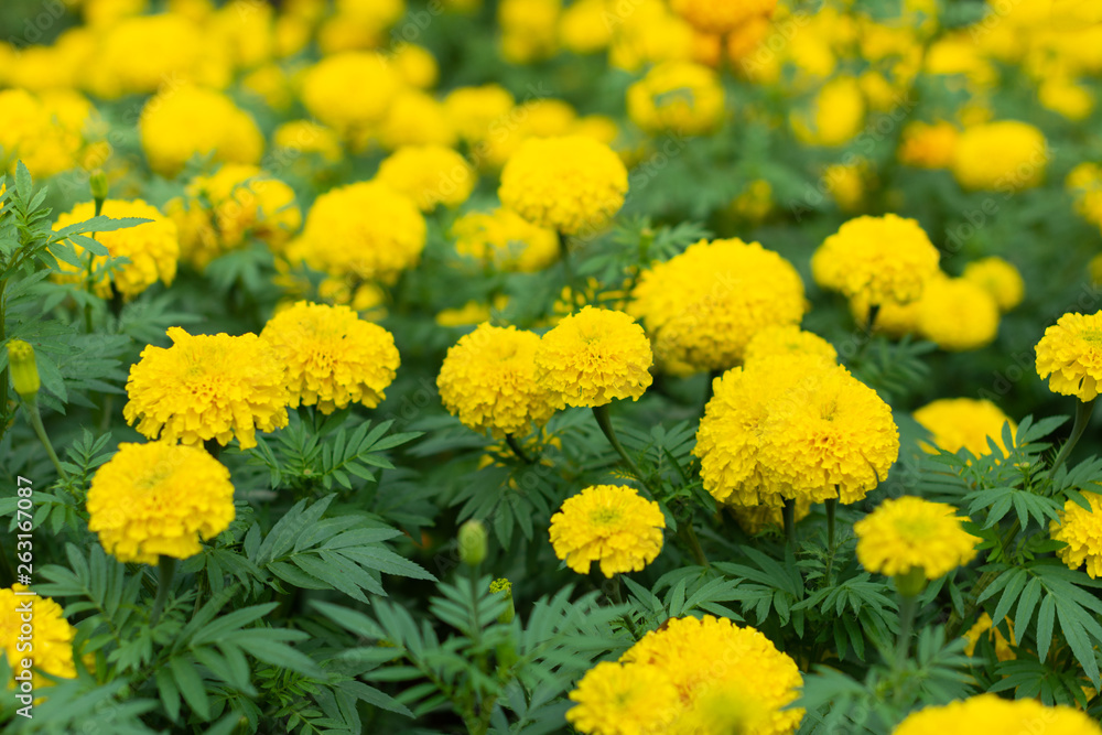 Marigolds in the park. Marigolds in the park.