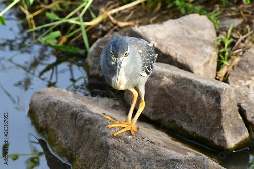 green backed heron waiting for fis,Kruger national park photo