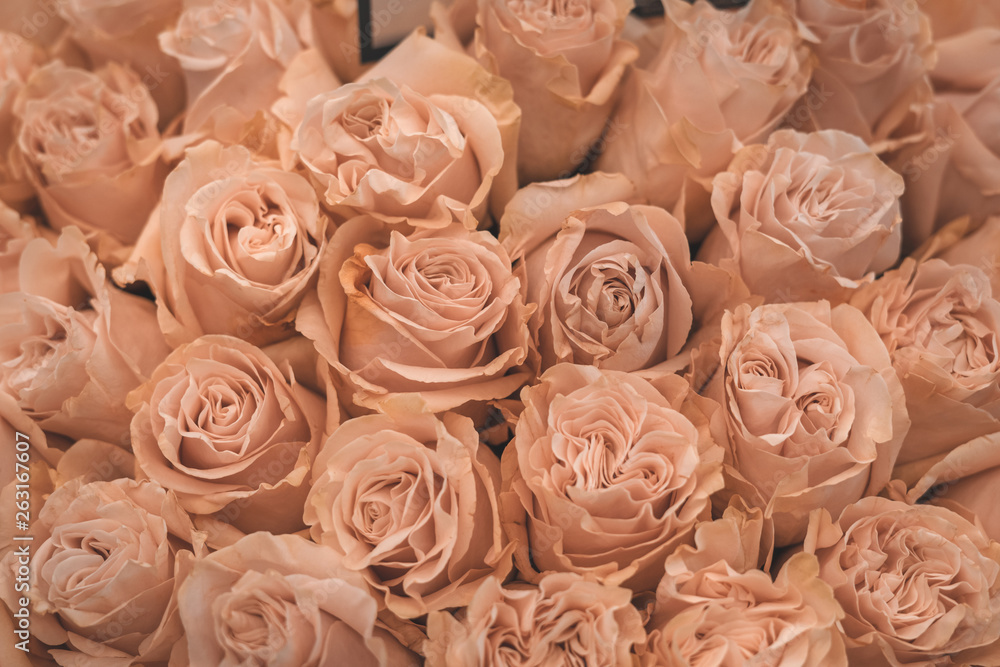 Texture of pink roses. The photo is processed in vintage style, toning and light blur.