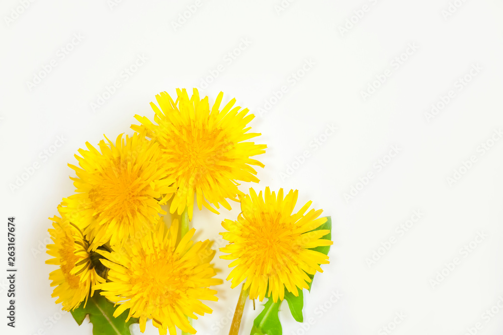 Dandelion on white background. 白色背景上のタンポポ Dandelion on white background. 白色背景上のタンポポ