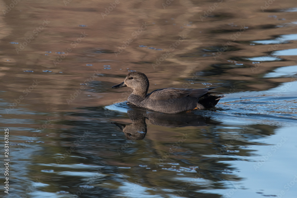 Female Common pochard ins apond in Stockholm Female Common pochard ins apond in Stockholm