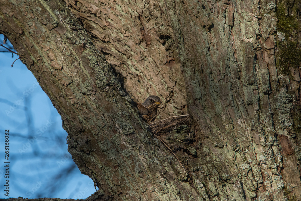 Fieldfare building a nest in a tree Fieldfare building a nest in a tree