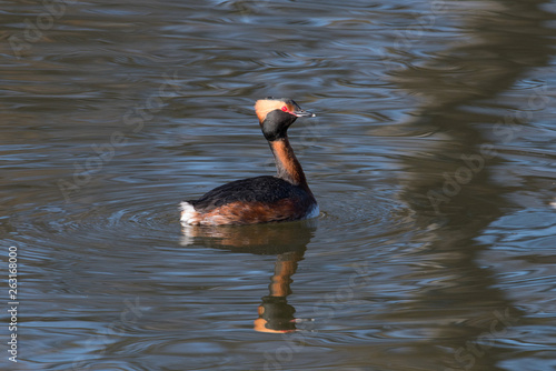 Horned grebe in a pond in Stockholm photo