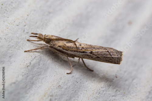 Close up photo of an isolated Sod Webworm Moth (Pediasia trisecta)