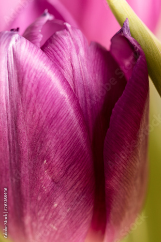 Purple tulips bouquet close up
