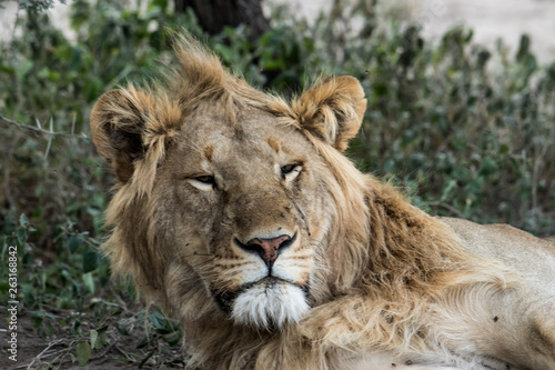 portrait of a lion