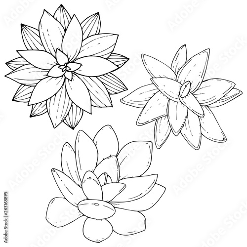 Vector Succulents floral botanical flower. Black and white engraved ink art. Isolated succulents illustration element.