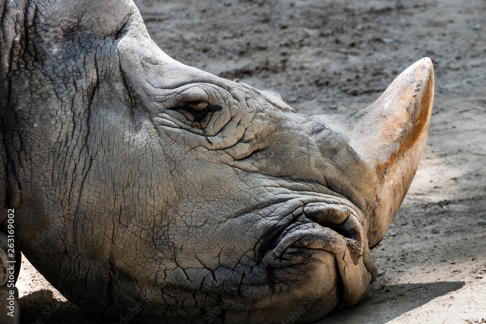 Sad grey rhino endangered wild animal head portrait resting on the ground Sad grey rhino endangered wild animal head portrait resting on the ground