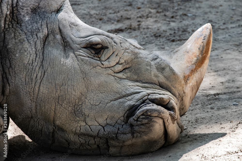 Fototapeta premium Sad grey rhino endangered wild animal head portrait resting on the ground