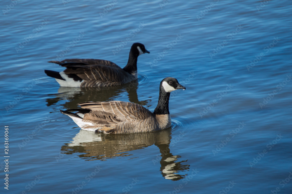Canada Geese (Branta canadensis) Swimming on a murky lake in winter. Canada Geese (Branta canadensis) Swimming on a murky lake in winter.