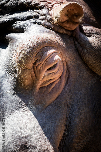 Hippopotamus wildlife scene eye close up portrait