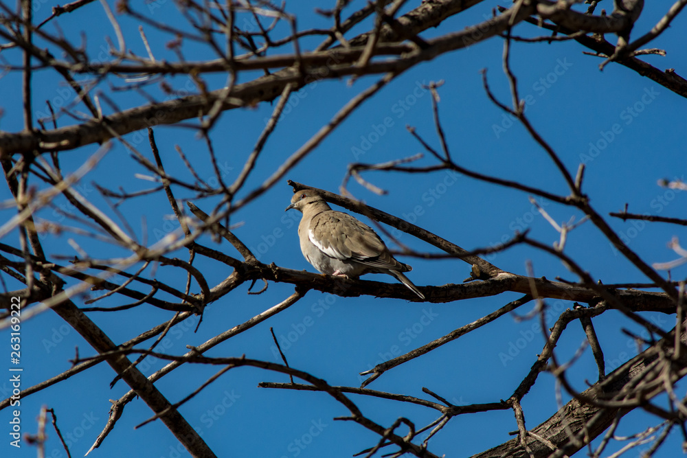 A White-winged Dove perched in a pecan tree. A White-winged Dove perched in a pecan tree.