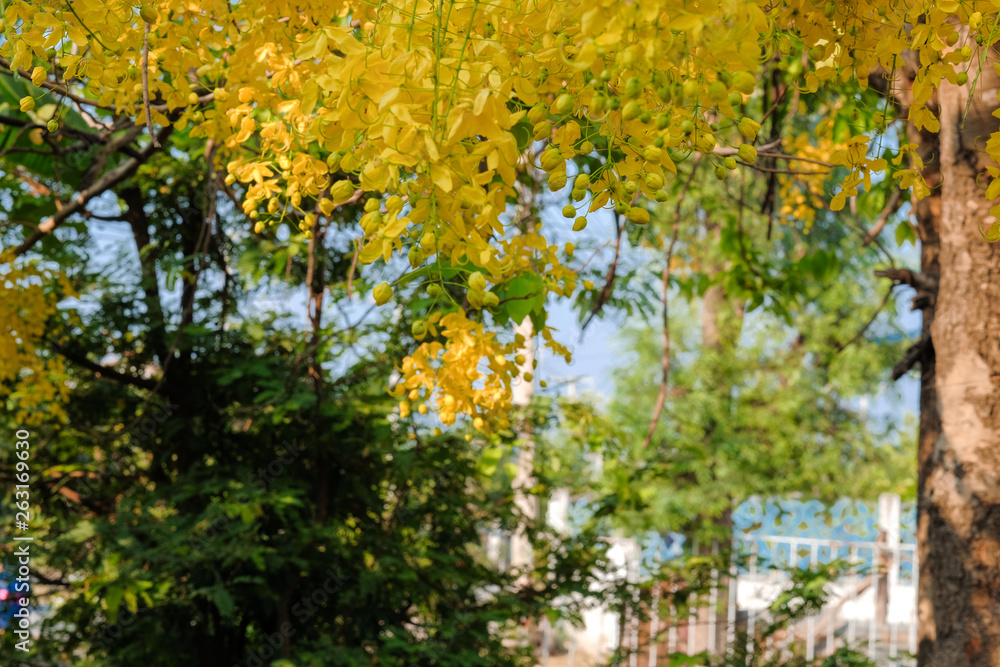 Fototapeta premium Yellow blooming cassia fistula in summer of Thailand with blue sky background.Yellow cassia fistula's National tree of Thailand 