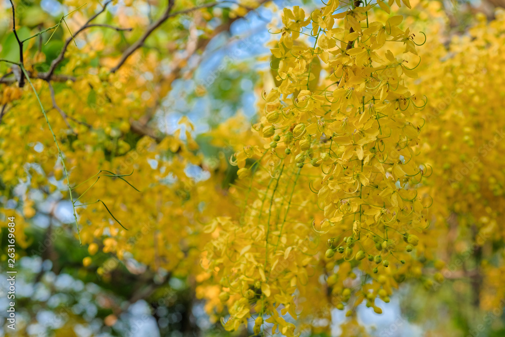 Yellow blooming cassia fistula in summer of Thailand with blue sky background.Yellow cassia fistula's National tree of Thailand Yellow blooming cassia fistula in summer of Thailand with blue sky background.Yellow cassia fistula's National tree of Thailand