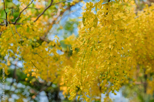 Yellow blooming cassia fistula in summer of Thailand with blue sky background.Yellow cassia fistula's National tree of Thailand 