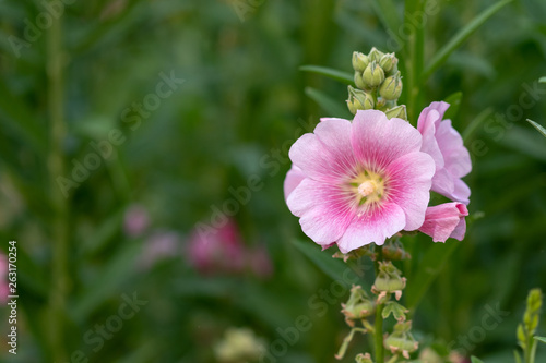 Colorful blooming Hollyhock flowers  Holly hock or Alcea rosea with blurred leaf background.Hollyhock in garden