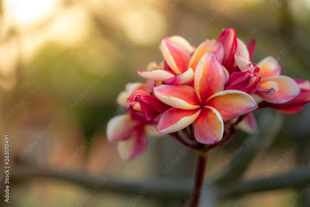 Closeup frangipani, Plumeria, Temple Tree, Graveyard Tree. Colorful blooming flower with light filter and green leaves background bokeh.