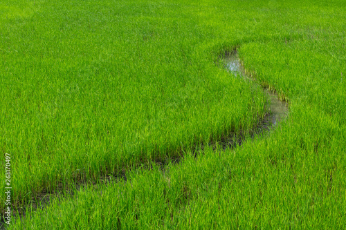 Paddy field with curve of water at evening