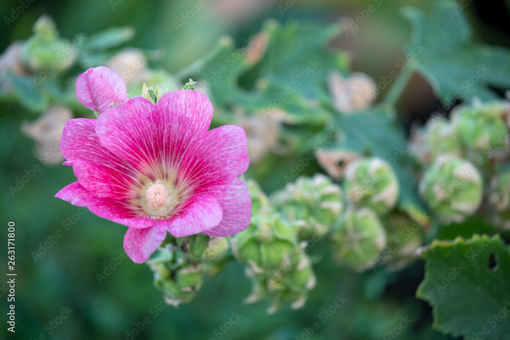 Fototapeta premium Colorful blooming Hollyhock flowers, Holly hock or Alcea rosea with blurred leaf background.Hollyhock in garden.
