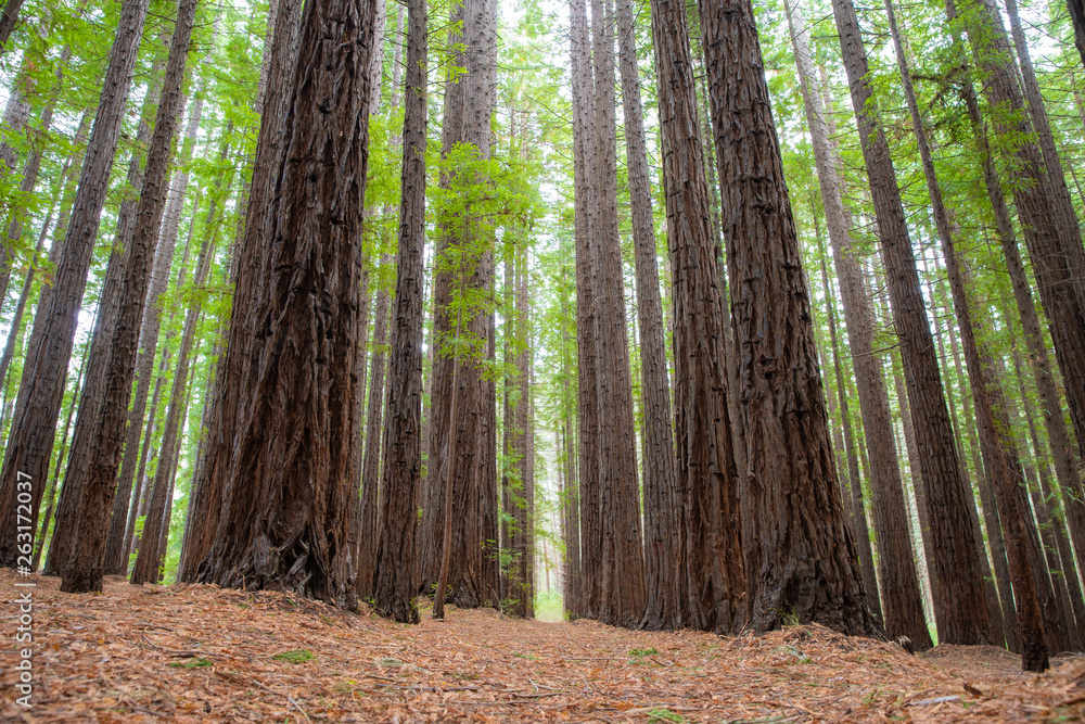 Obraz premium Tall tree at Redwood Forest in East Warburton, Victoria, Australia. - Image