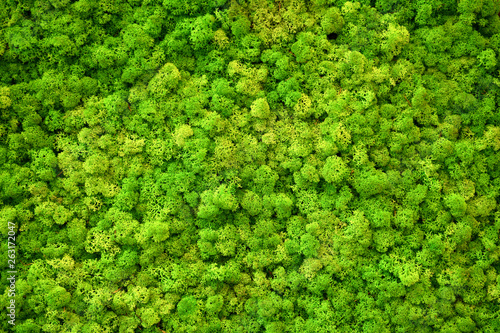 Full frame of light green Finland moss