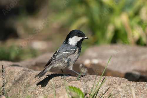 Small cute coal tit sitting on a stone surface with water and vegetation in the blurred background 