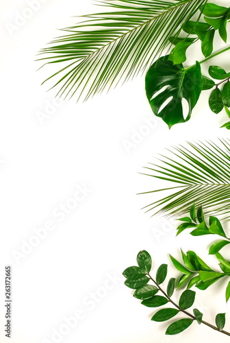 tropical green palm leaves, branches pattern frame on a white background. top view.copy space.abstract.
