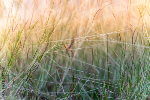 Blurred fresh green grass textured.De-focused Green grass for background.