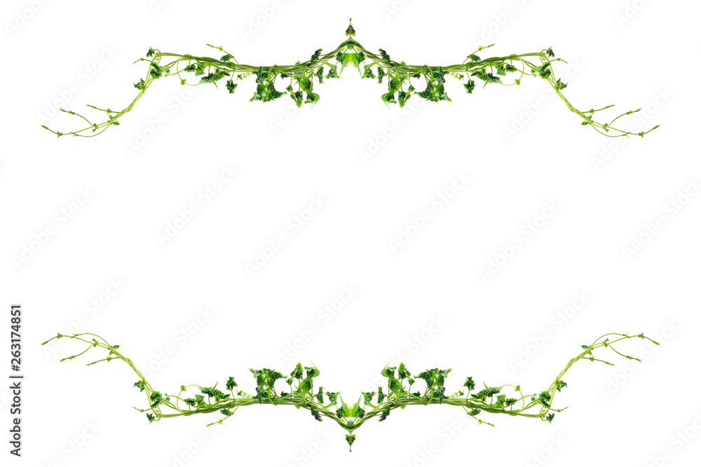 leaves twisted vines liana jungle plant isolated on white background with clipping path.