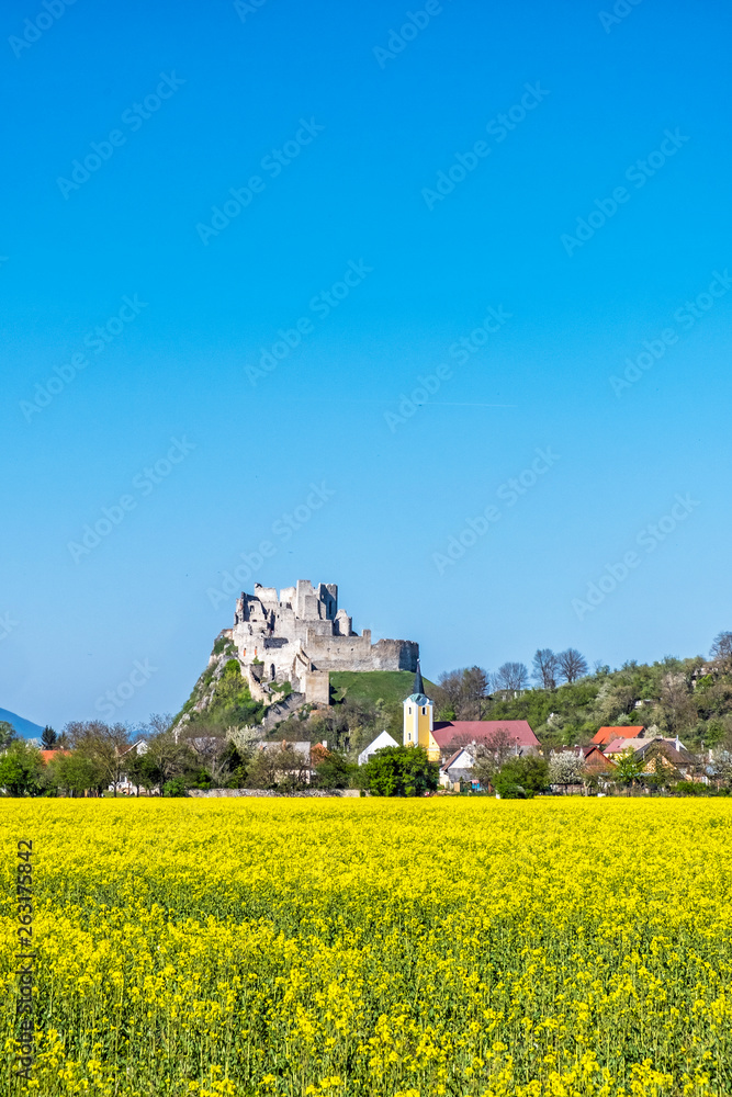 Beckov castle with oilseed rape yellow field, Slovakia Beckov castle with oilseed rape yellow field, Slovakia
