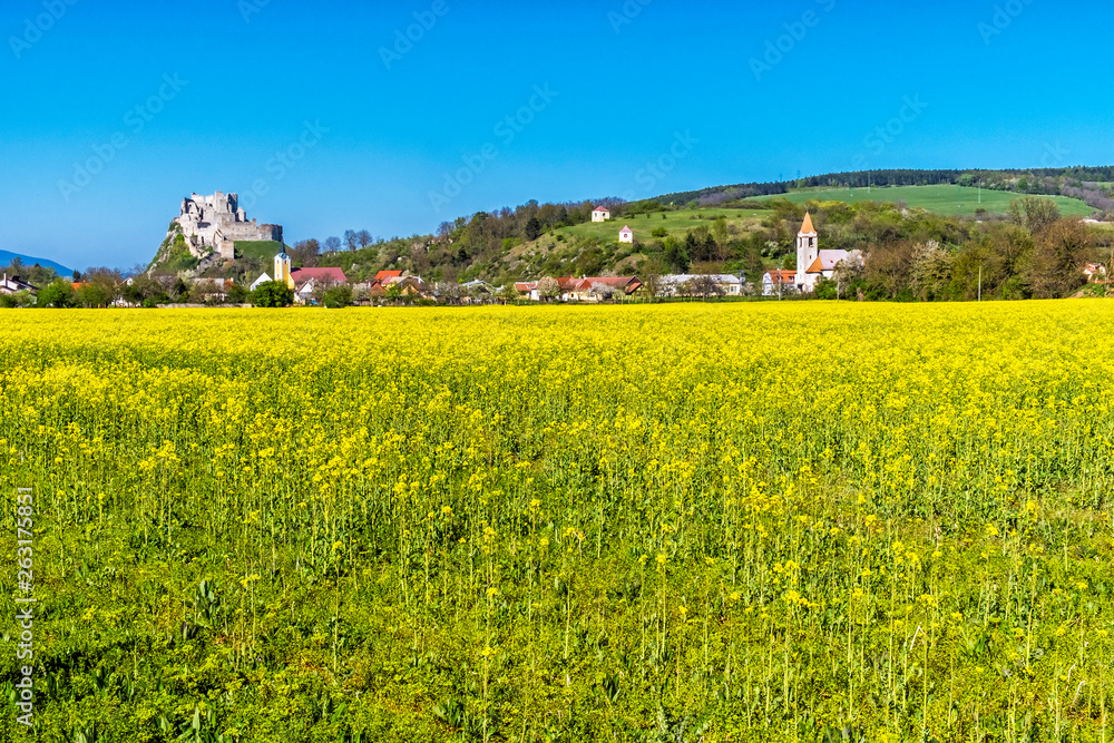 Beckov castle with oilseed rape yellow field, Slovakia Beckov castle with oilseed rape yellow field, Slovakia