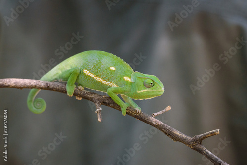 Chameleon (Flap-necked chameleon) in Botswana