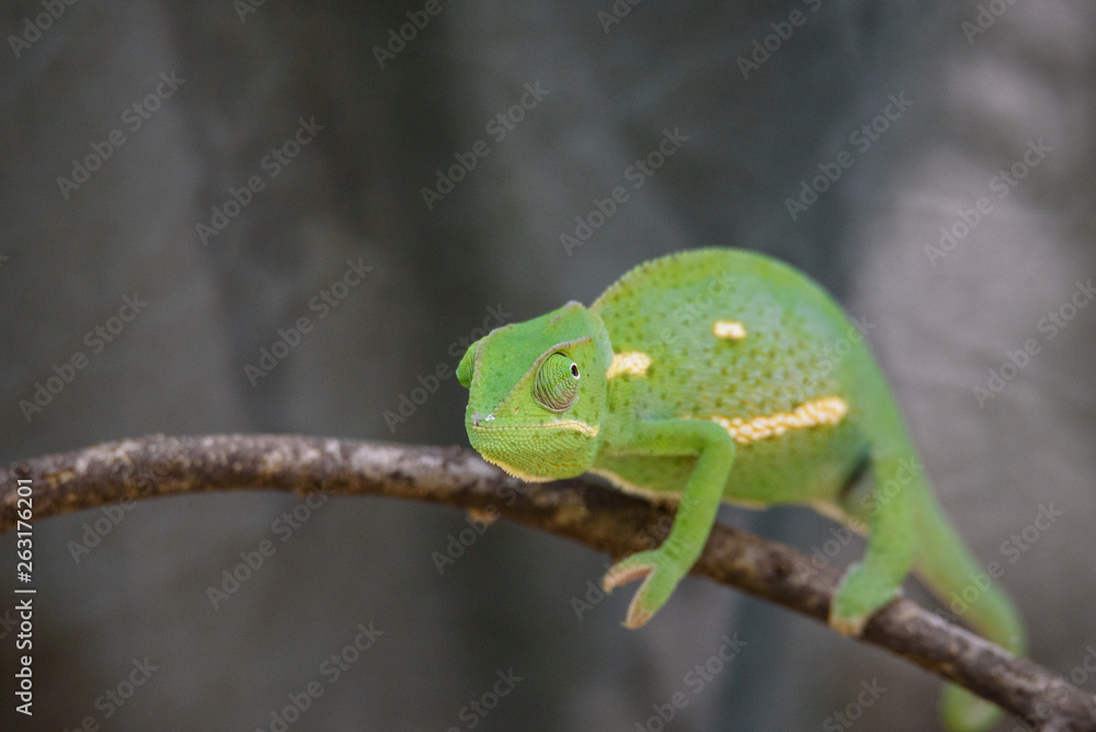 Chameleon (Flap-necked chameleon) in Botswana