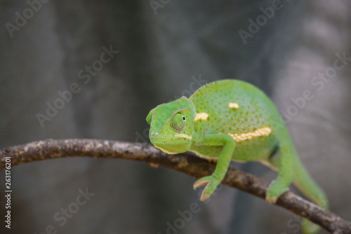 Chameleon (Flap-necked chameleon) in Botswana